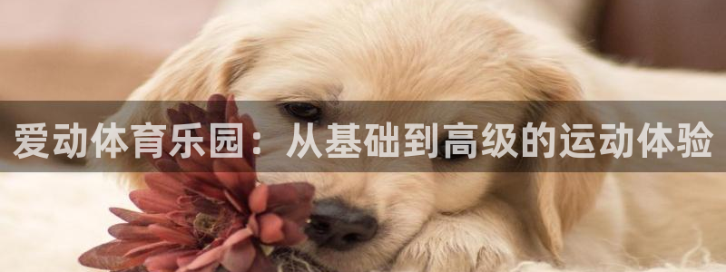 意昂体育4招商电话号码：爱动体育乐园：从基础到高级的