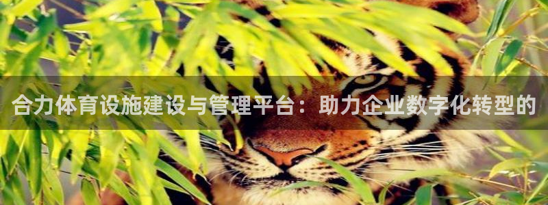 意昂4新能源：合力体育设施建设与管理平台：助力企业数字化转型